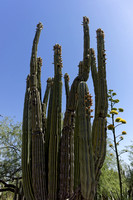 Desert Botanical Garden - Phoenix
